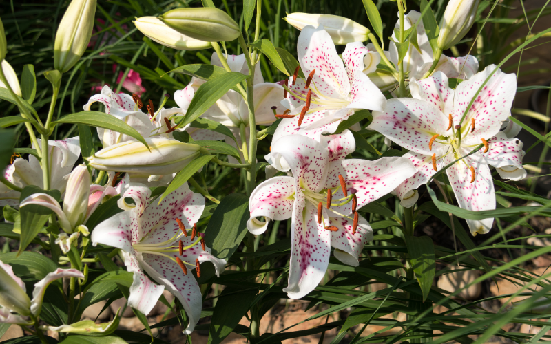 Oriental Lily Flower - Flowers Name Starting with O