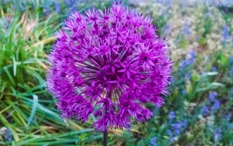 Ornamental Onion Flower - Flowers Name Starting with O