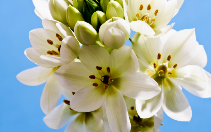 Ornithogalum Flower - Flowers Name Starting with O