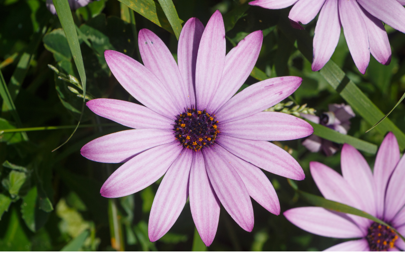 Osteospermum Flower -  Flowers Name Starting with O