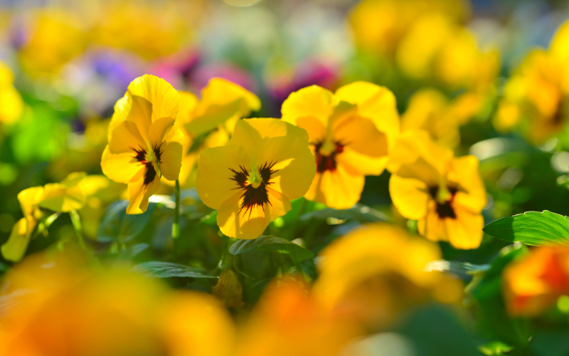 Pansy Flower - Yellow Flowers Name