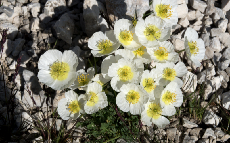Papaver Alpinum Flower - Flowers Name Starting with P