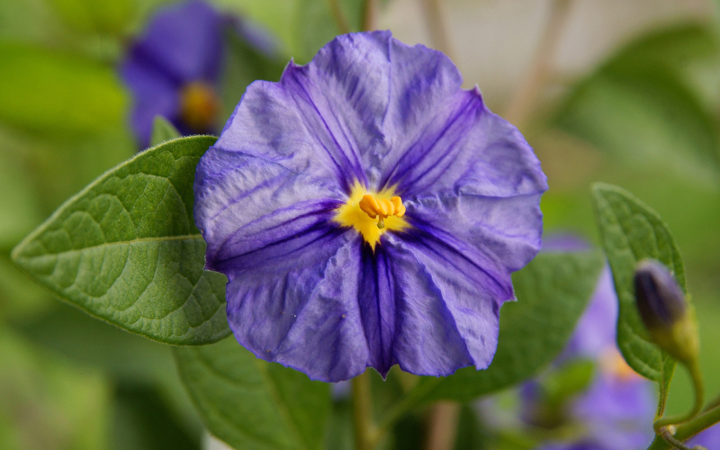 Paraguay Nightshade Flower - Flowers Name Starting with P