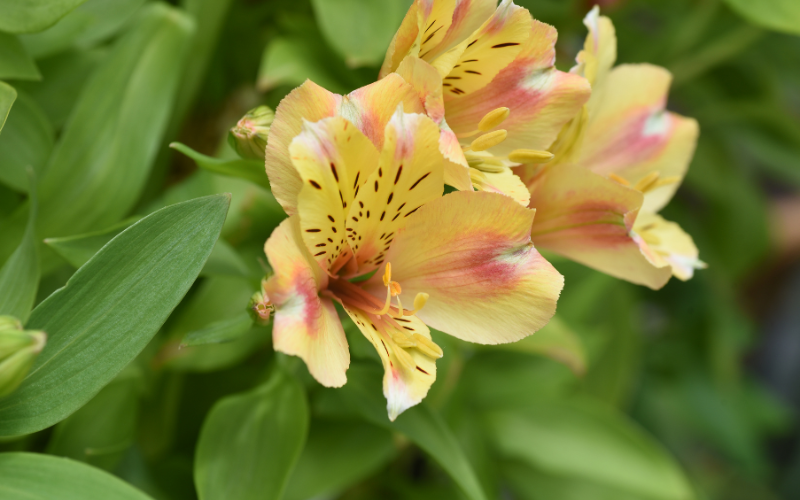 Peruvian Lily Flower - Flowers Name Starting with P