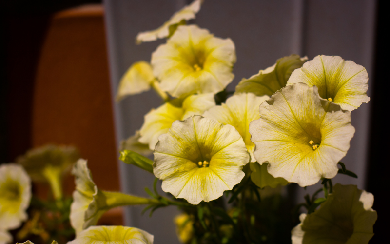 Petunia Flower - Yellow Flowers Name
