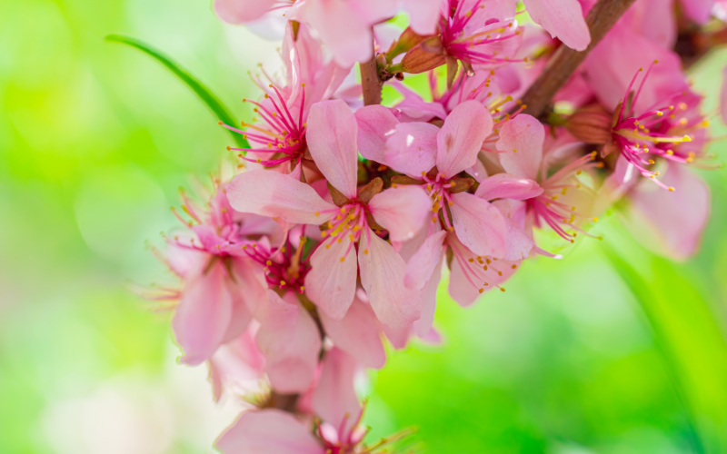 Pink Flowering Almond  Flower - Flowers Name Starting with P