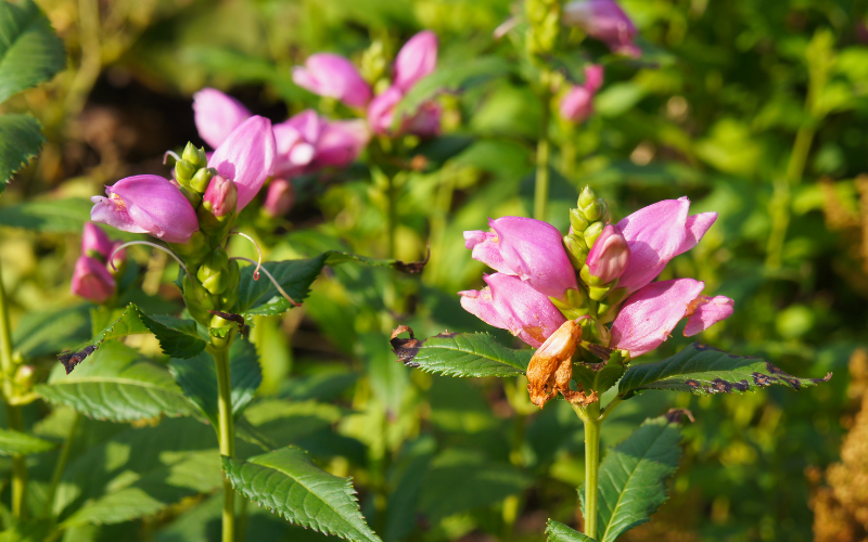 Pink Turtlehead Flower - Flowers Name Starting with P