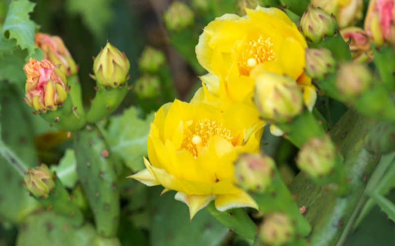 Prickly Pear Flower - Yellow Flowers Name