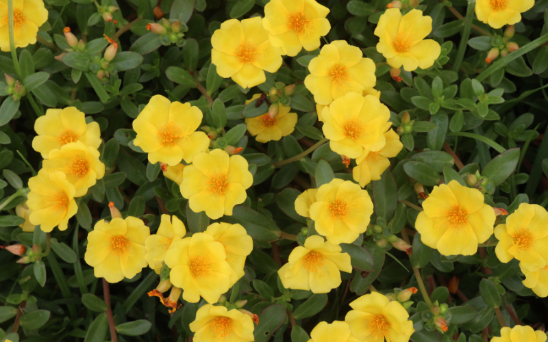 Purslane Flower - Yellow Flowers Name