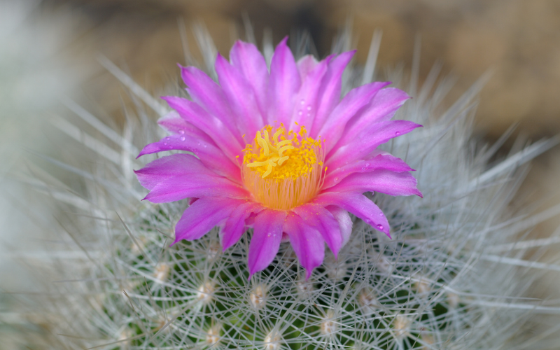 Rainbow Cactus Flower -  Flowers Name Starting with R