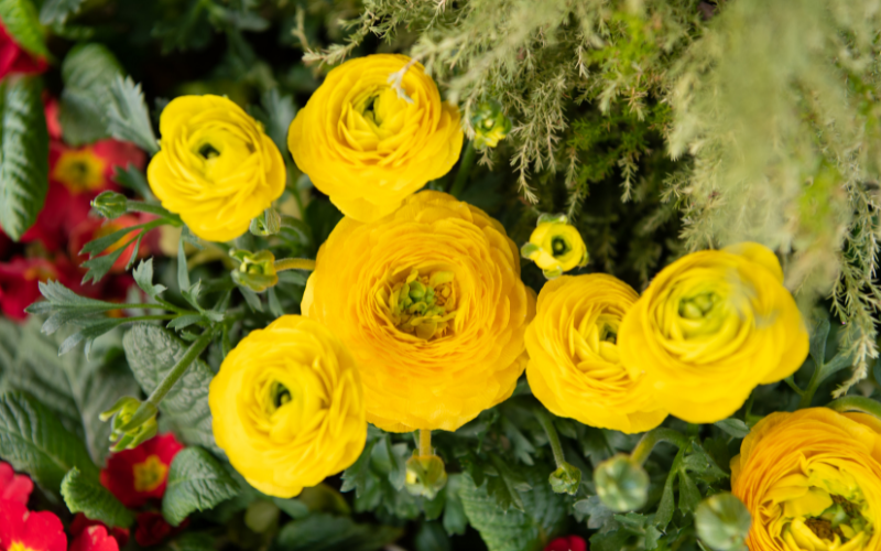 Ranunculus Flower - Yellow Flowers Name 