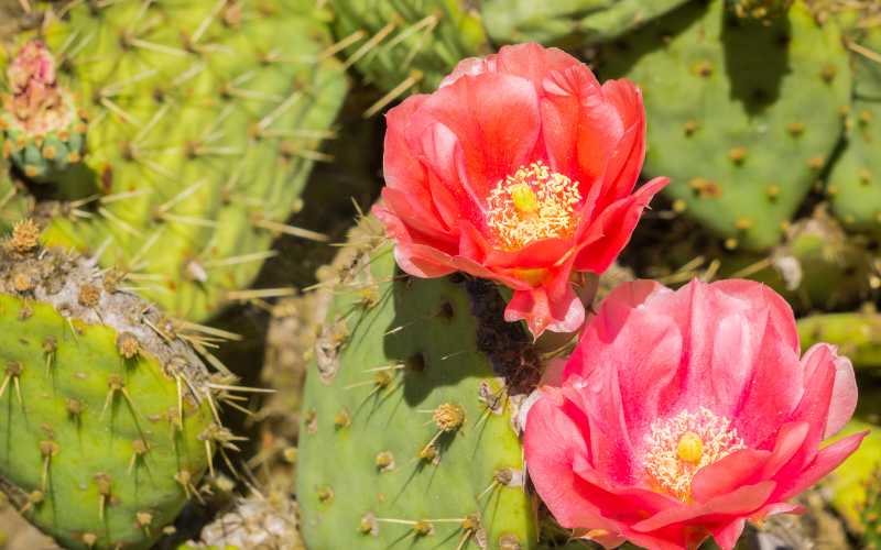 Red Buttons Opuntia Flower - Flowers Name Starting with R