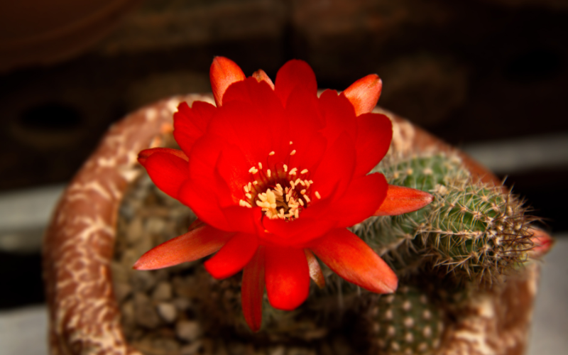 Red Torch Cactus Flower - Flowers Name Starting with R