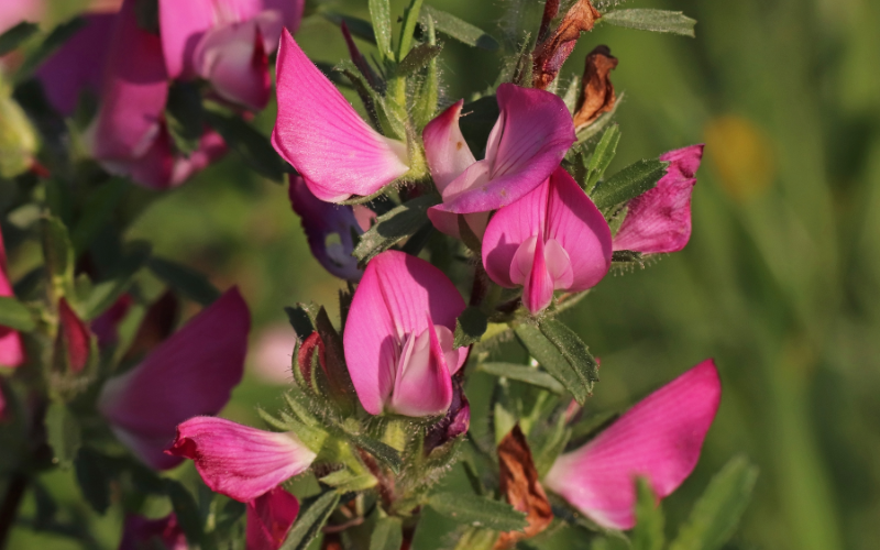 Restharrow Flower - Flowers Name Starting with R