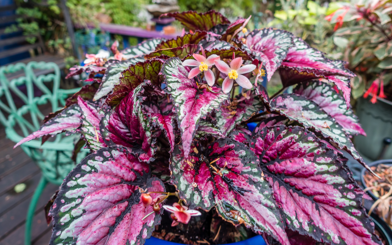 Rex Begonia Flower - Flowers Name Starting with R
