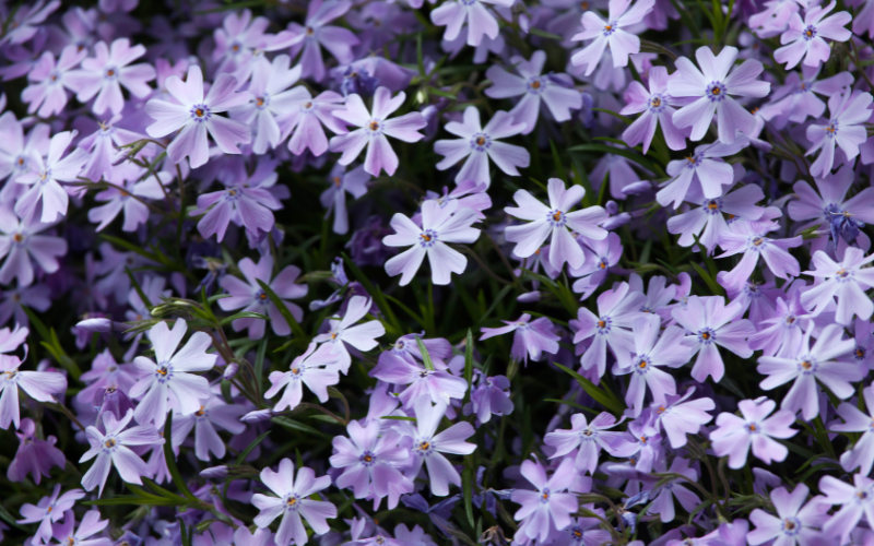 Sand Phlox Flower - Flowers Name Starting with S