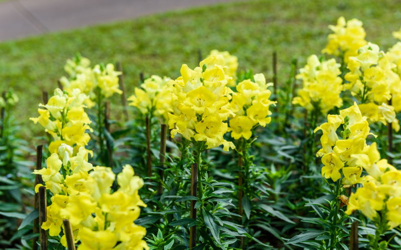 Snapdragon Flower - Yellow Flowers Name