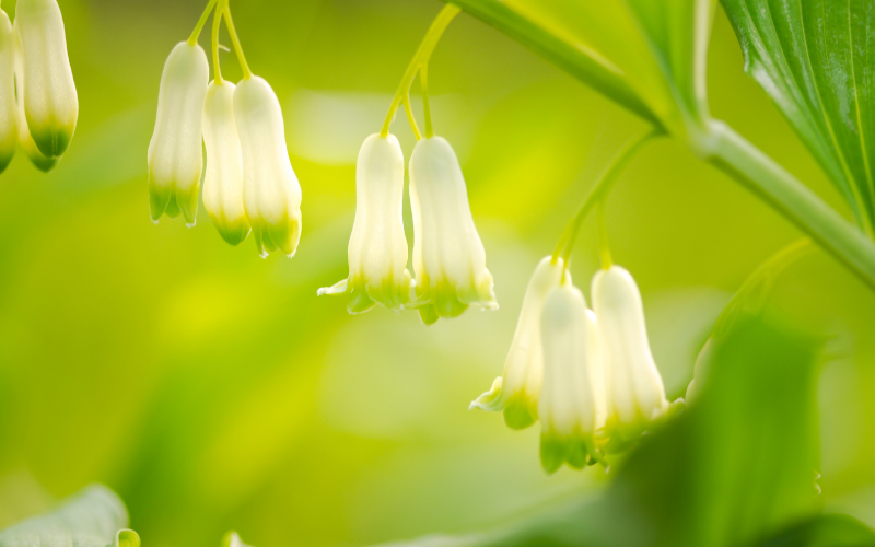 Solomon’s seal Flower - Flowers Name Starting with S