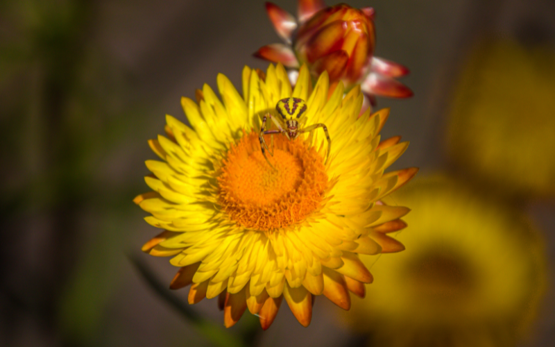 Strawflower - Yellow Flowers Name