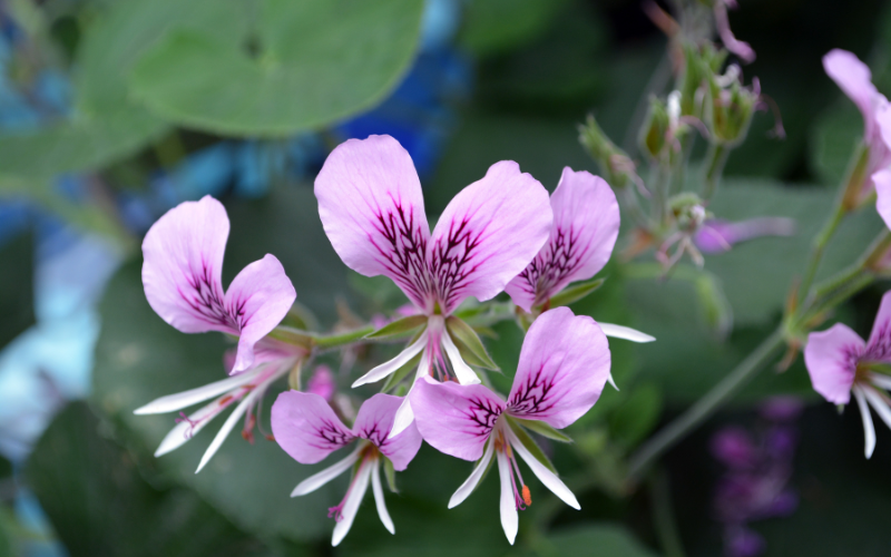 Sweet-scented geranium Flower - Flowers Name Starting with S