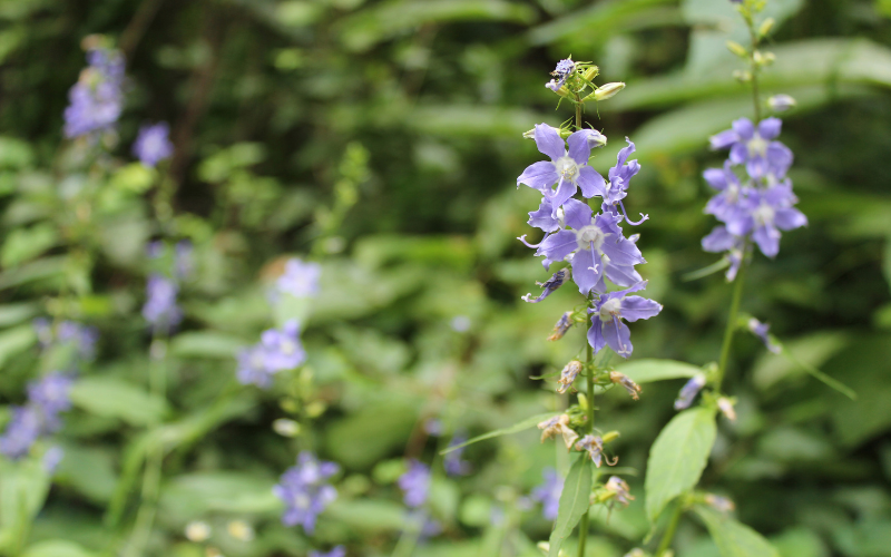 Tall Bellflower - Flowers Name Starting with T