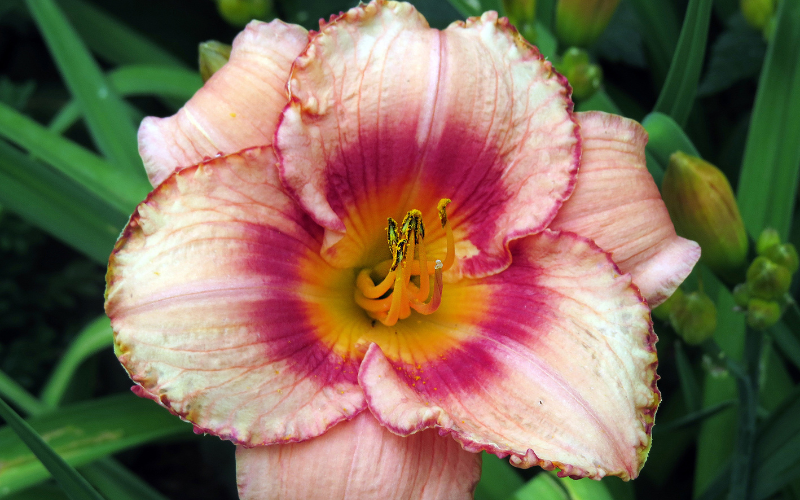 Tetraploid Daylily Flower - Flowers Name Starting with T