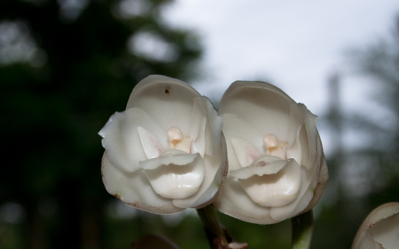 The Dove Orchid Flower - Arabic Names of Flowers