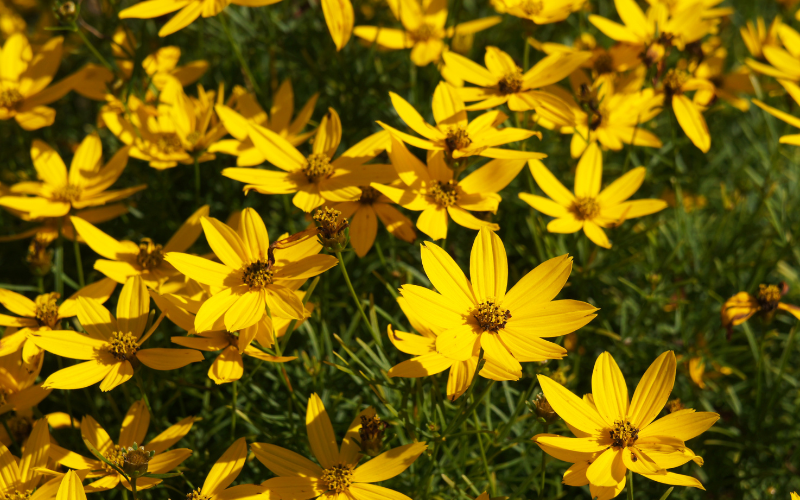 Coreopsis Flower - Flowers Name Starting with C