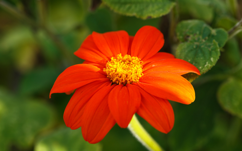 Tithonia Flower - Flowers Name Starting with T