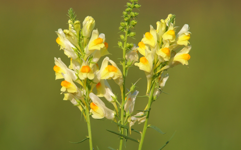 Toadflax Flower - Flowers Name Starting with T