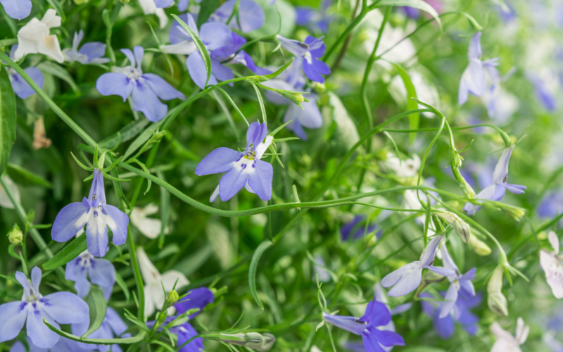 Trailing Lobelia Flower - Flowers for Hanging Baskets in Shade