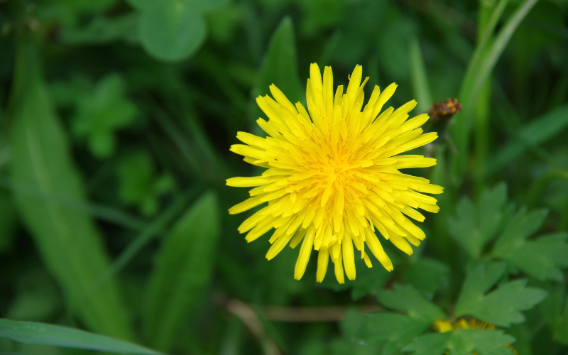 Tree Sonchus Flower - Flowers Name Starting with T