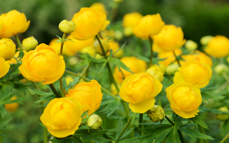 Trollius Flower - Flowers Name Starting with T