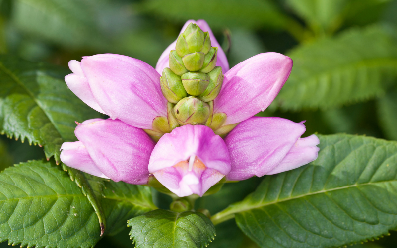 Turtlehead Flower - Flowers Name Starting with T