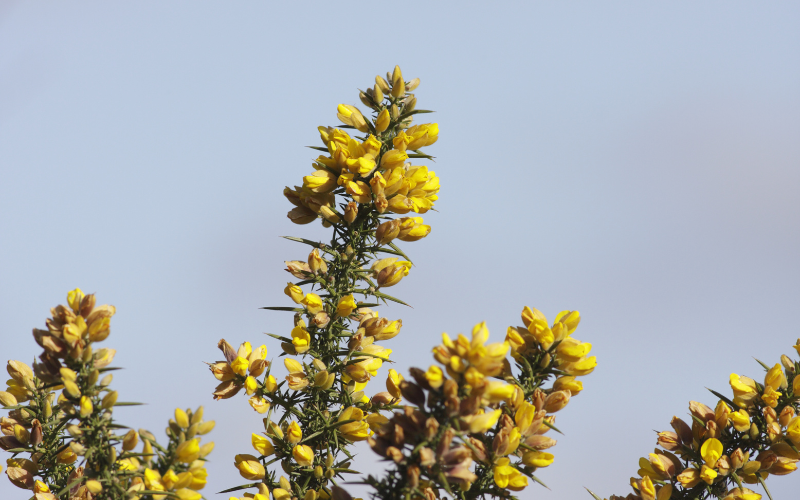 Ulex europaeus Flower - Flowers Name Starting with U