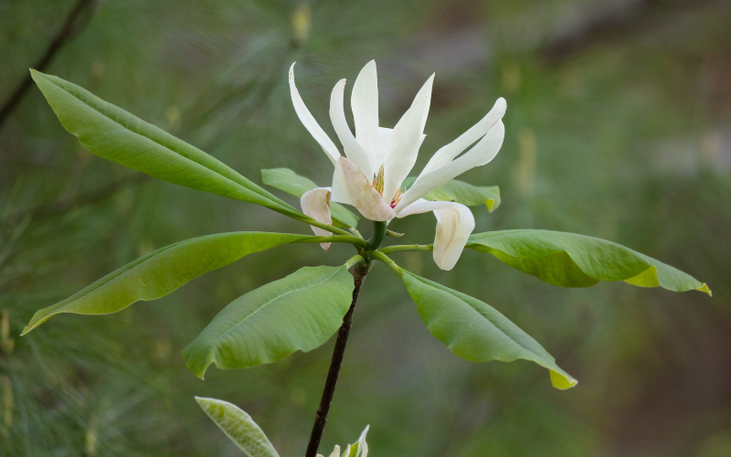 Umbrella Magnolia Flower - Flowers Name Starting with U