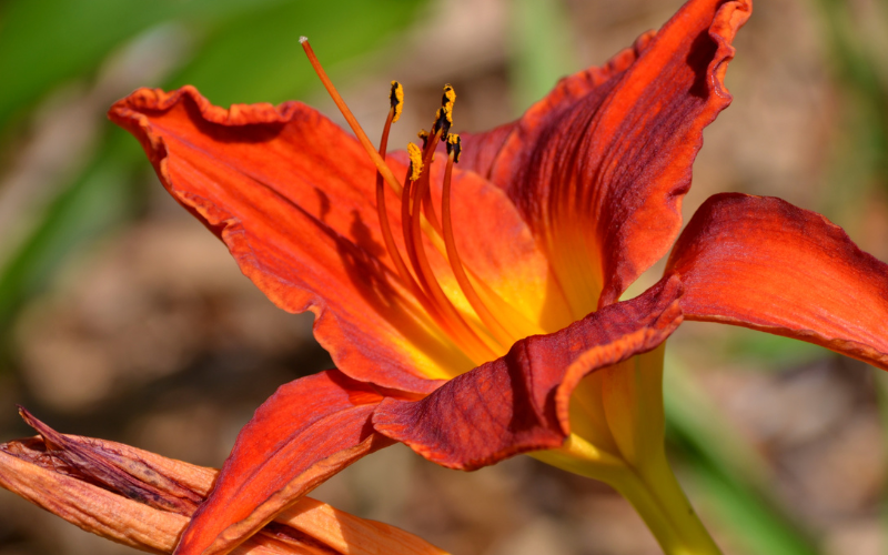 Vallota Lily Flower -