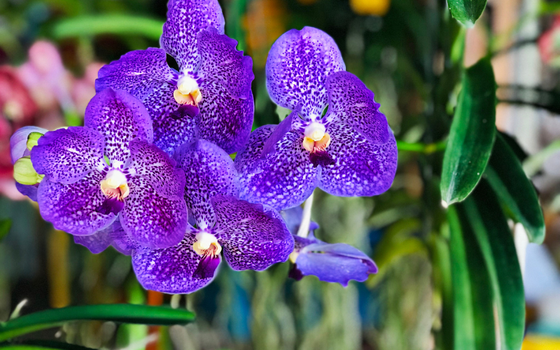 Vanda Orchid Flower - 