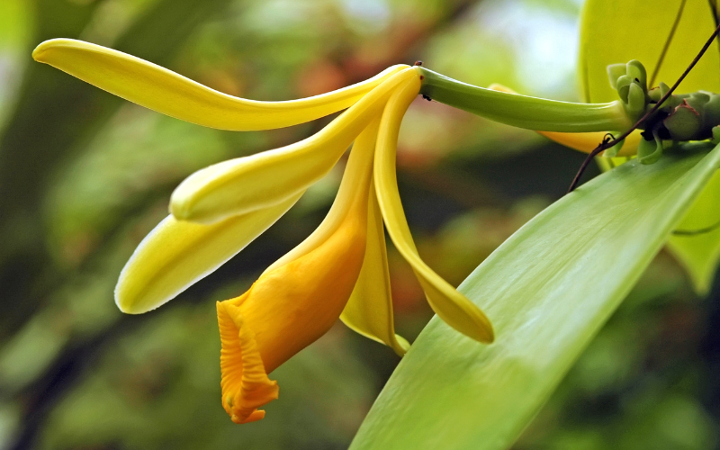 Vanilla Orchid Flower - 