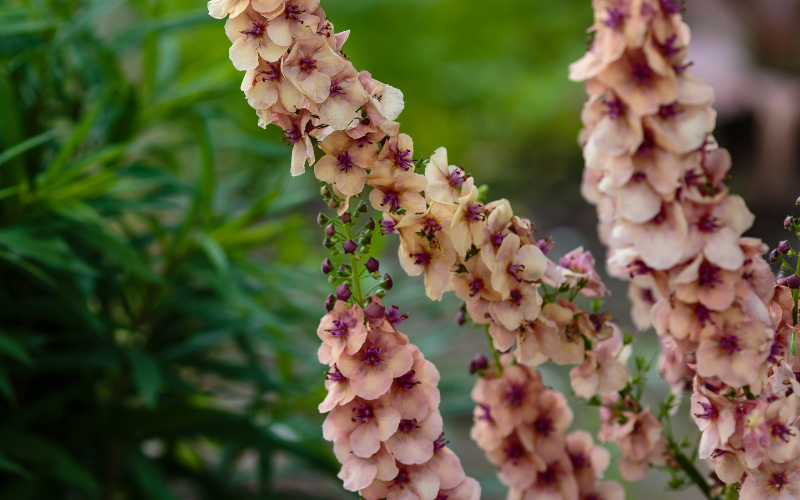 Verbascum Southern Charm Flower - 