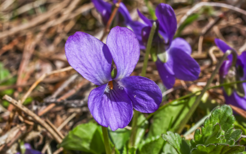 Viola sororia Flower - Flowers Name Starting with W