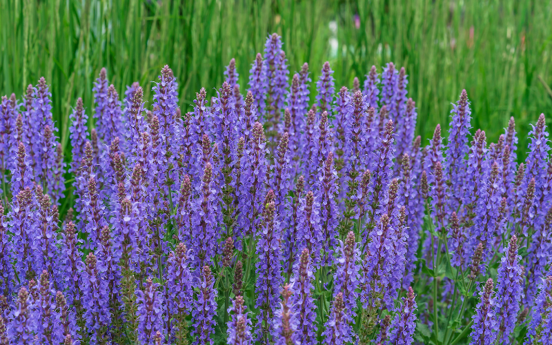 Meadow Sage - Flowers Name Starting with M