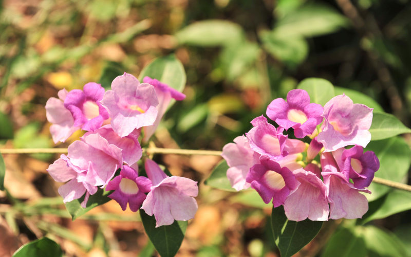 Violet Trumpet Vine Flower - 