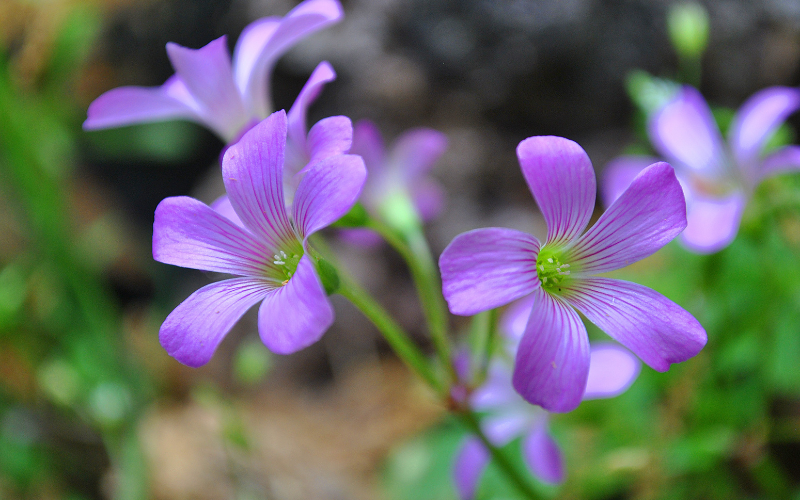 Violet Wood Sorrel Flower - 