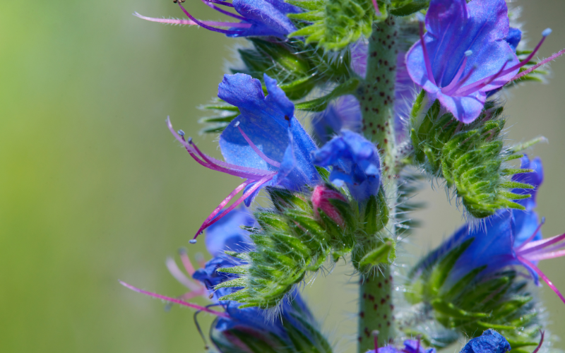 Viper's Bugloss Flower - 