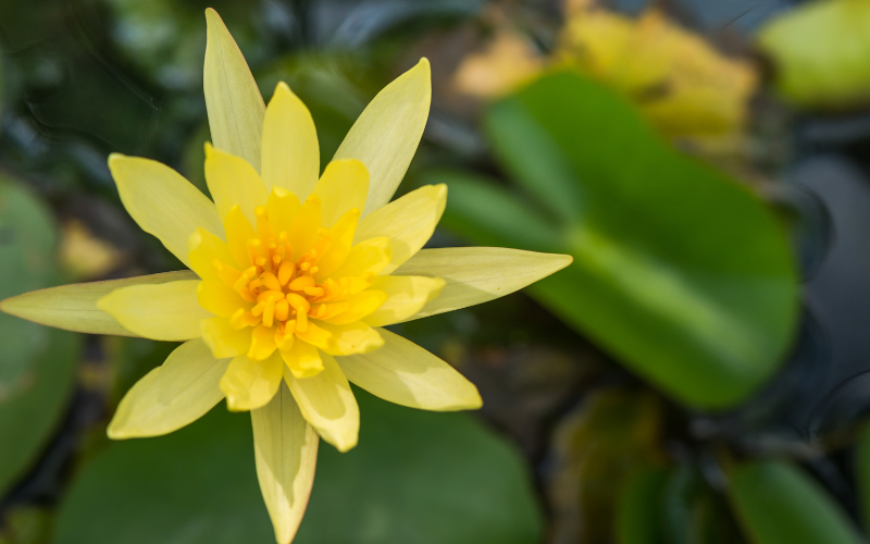 Water Lily Flower - Yellow Flowers Name
