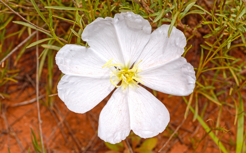 White Evening Primrose Flower - Flowers Name Starting with W