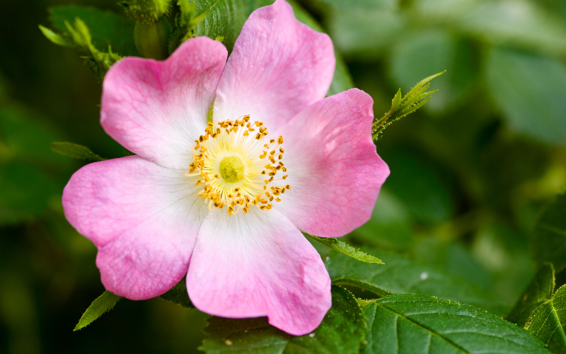 Wild Rose Flower - Flowers Name Starting with W