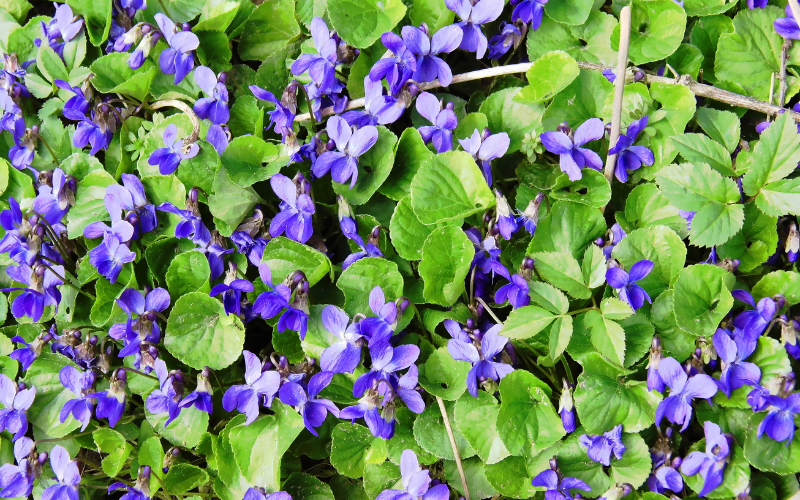 Wild Violet Flower - Flowers Name Starting with W