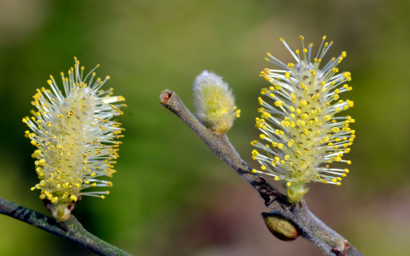 Willow Shrub Flower - Flowers Name Starting with W